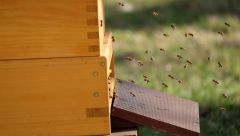 Bienenstock im Park