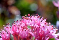 Sedum