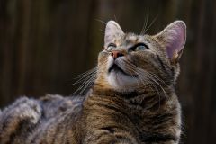 Unser Stubentiger (war auch mal draussen)