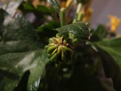 DSCF0894