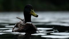 post 17609 0 56013300 1404063809