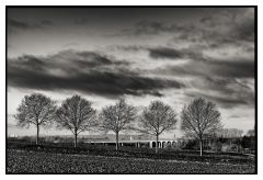 Five Trees