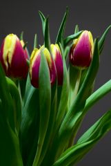 M42 Pentacon 135 F 3.5 PS