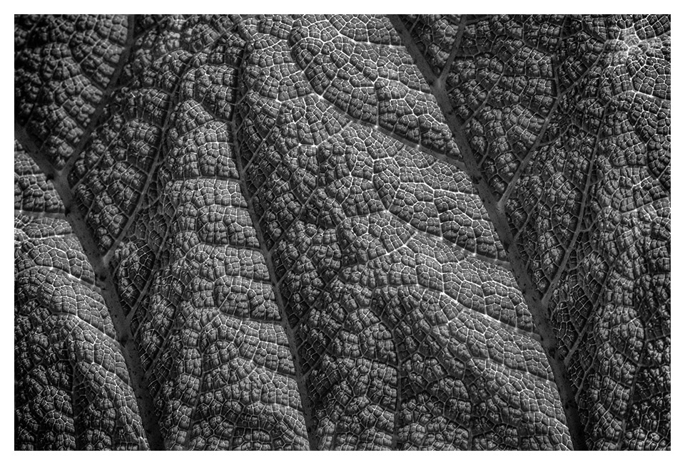 Leaf of a giant rhubarb #2