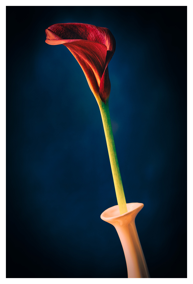 Red Flower in a Vase