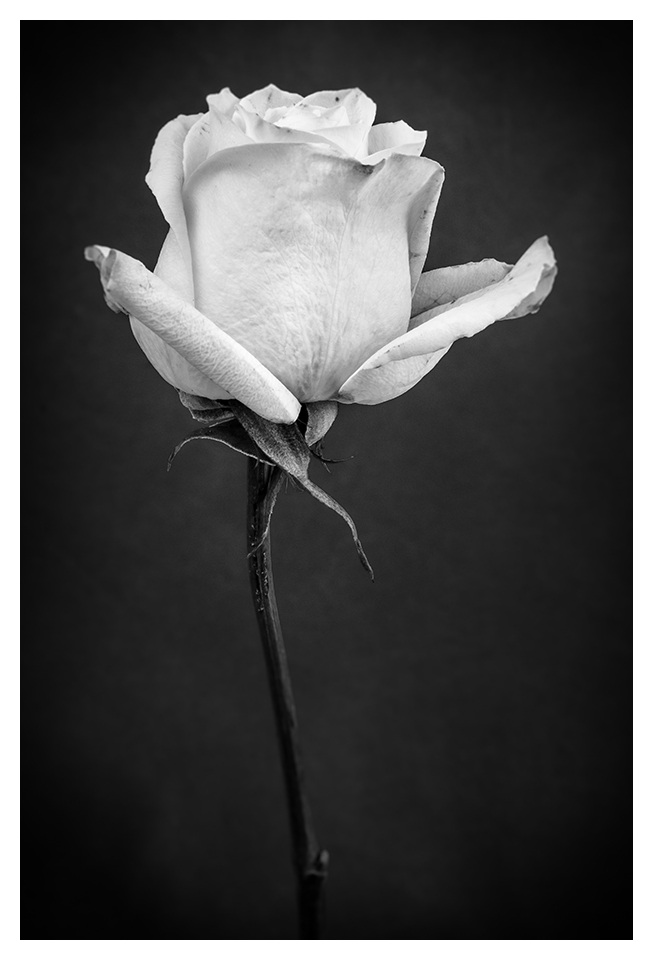 White Rose