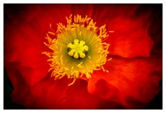 Red Poppy