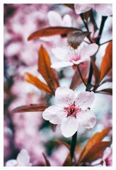 Terribly beautiful flowers Kitsch