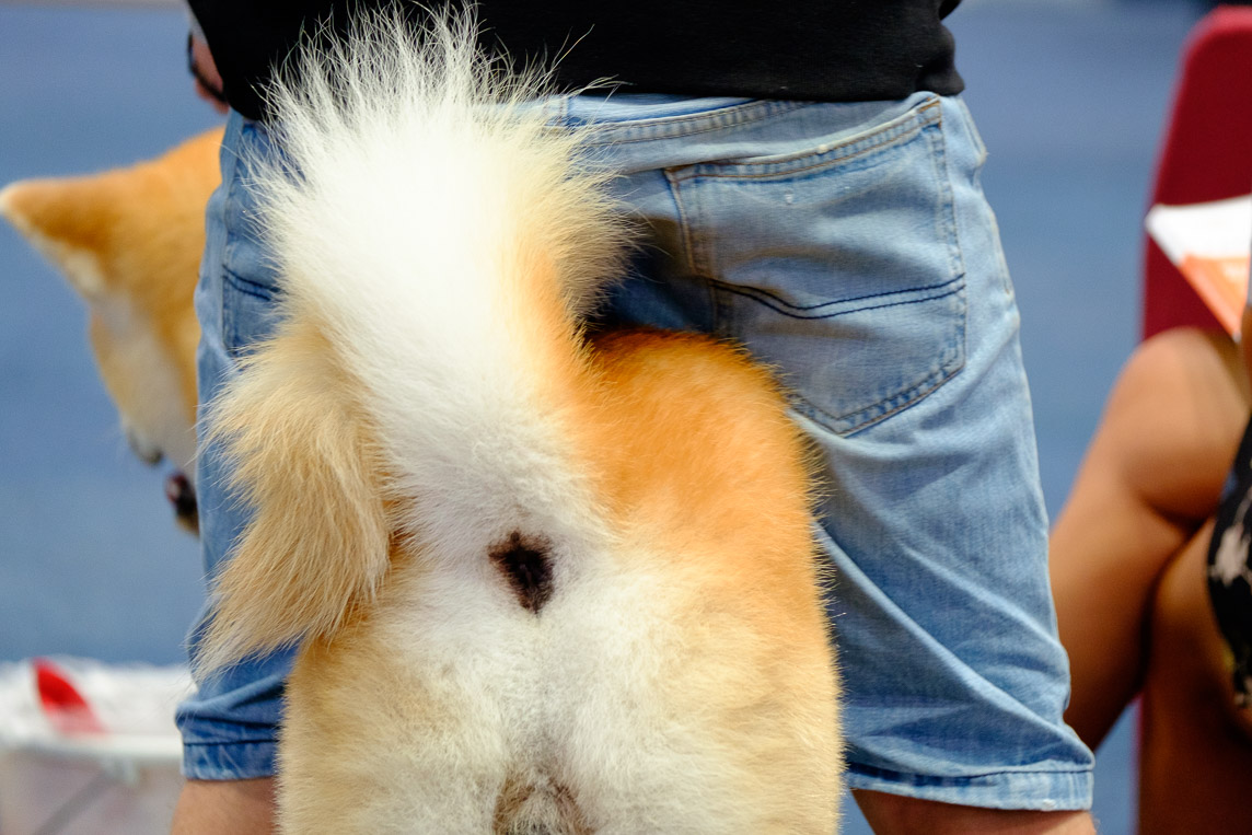 German Winner Show Leipzig