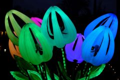 Tulpen Aus Amsterdam