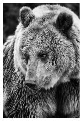 Jule - Braunbär-Mädchen