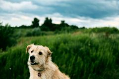 Hundewelpen unter Wasser, zwei Jahre später