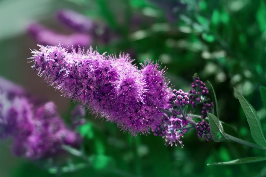 Out of one of my Fujis