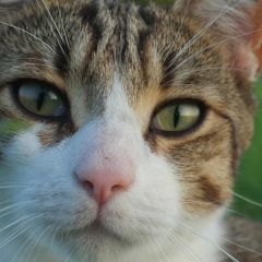 DSCF0051 mini 100crop