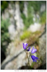 2011 07 26 024 x100 00178 bastei blume