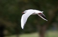 Möwe bei Sauwetter2