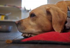 Sina zuhause im Gegenlicht