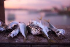 Galatabrücke Sardinen