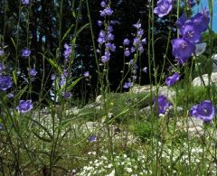 DSCF0459 Glockenblumen