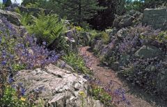 DSCF0480 Steingarten