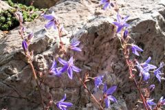 DSCF0472 Glockenblumen