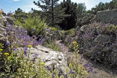 DSCF0481 Steingarten