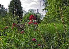 DSCF0561 Ginnheimer Spargel