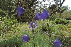DSCF0489 Glockenblumen