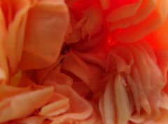 user1050 pic46546 1340015442