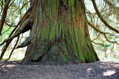 Mainauimpressionen 2241