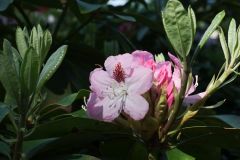 Mainauimpressionen 2262