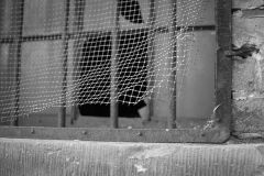 nikon 35 1 8 DSCF8827