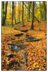 Herbst im Teutoburger Wald (Oktober 2013)
