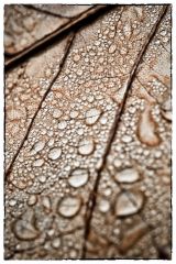 Herbstblatt & Regentropfen #1