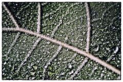 Herbstblatt & Regentropfen #2