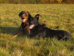 comp DSCF0262 bearbeitet