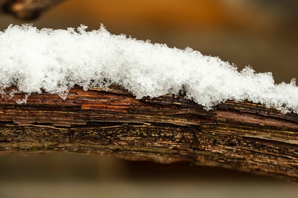 Schnee auf Weinrebe