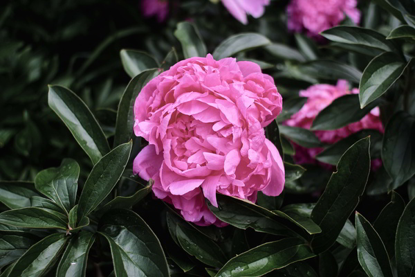 MC W. Rokkor-SI 24 2,8.jpg