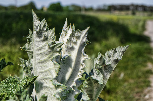 Bokeh DSCF6218 leb_.jpg