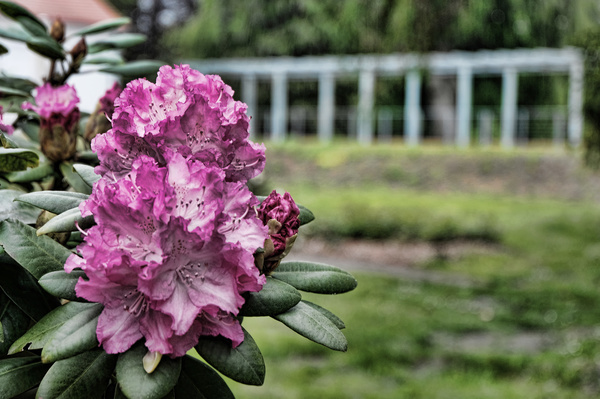 Bokeh DSCF8277 aufp_.jpg