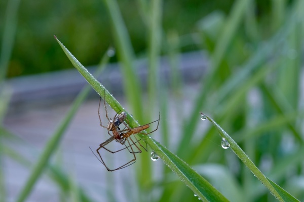 Spinne am Morgen