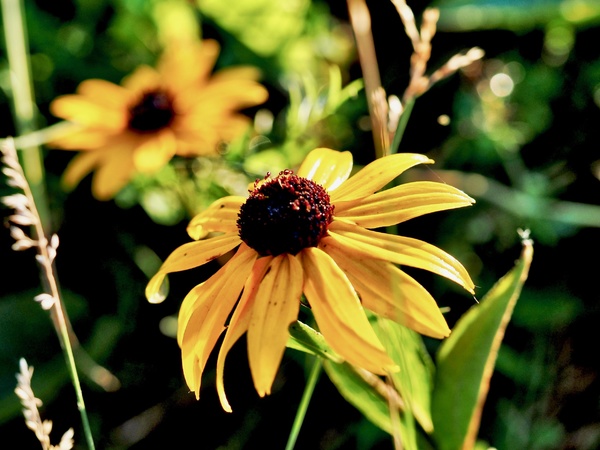 Blume an der Donau 2.jpeg