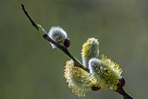 Weidenkätzchen.jpg