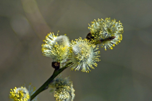 Weidenkätzchen1.jpg