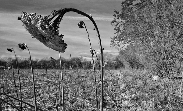 Sonnenblume verblüht.JPG