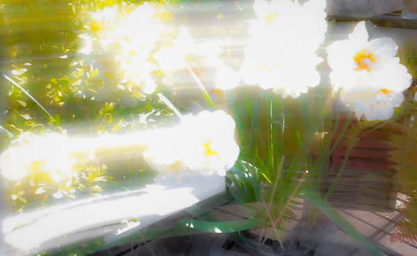 Ein Hauch von Narzissen.jpg