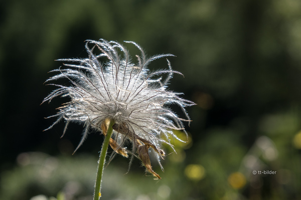 027_DSF4125_Foto_tt-bilder