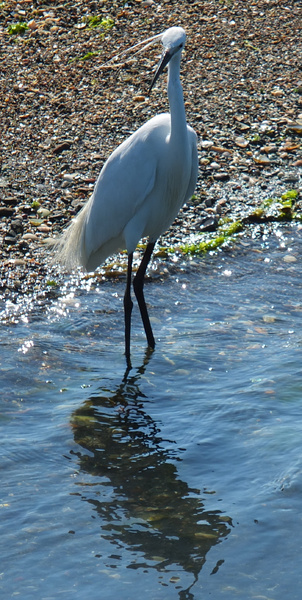 Ein Silberreiher auf der Jagd.