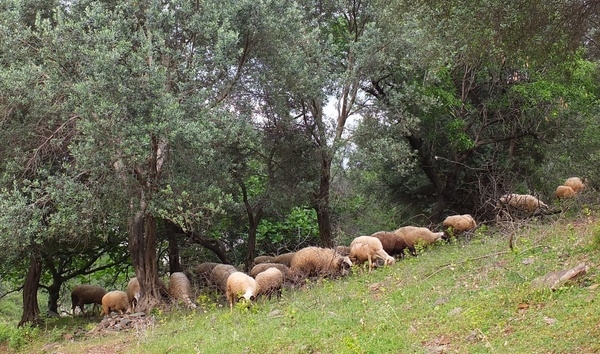 Landschaftpflege im Olivenhain