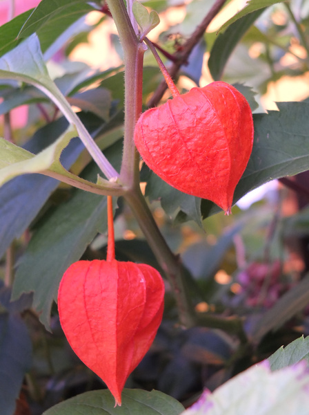 Eine Doublette in rot.